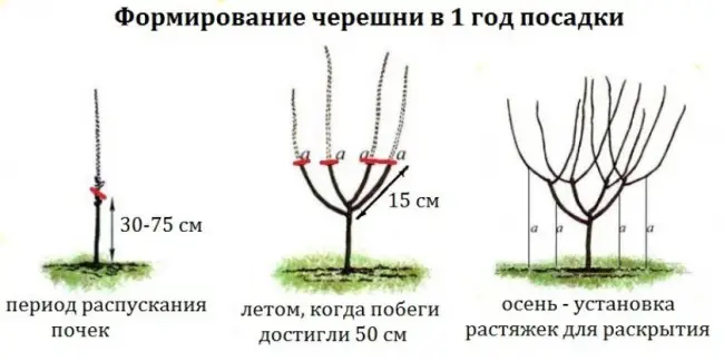 Техника выращивания, посадка и последующий уход